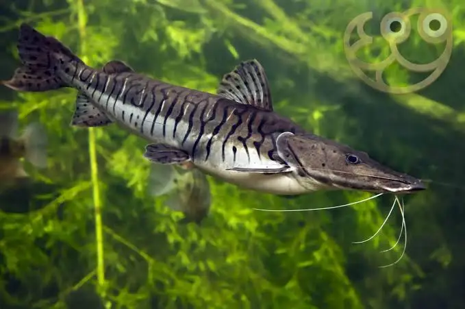 Bagre Rayado (Pseudoplatystoma fasciatum)